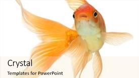  Presentation with white gold - Amazing theme having gold fish isolation backdrop and a blonde colored foreground