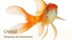  Presentation with isolation - Audience pleasing PPT layouts consisting of gold fish isolation backdrop and a cream colored foreground
