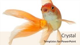  Presentation with isolation - Amazing slides having gold fish isolation backdrop and a lemonade colored foreground