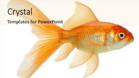  Presentation with mythology gold fish - Slides with gold fish isolation background and a lemonade colored foreground