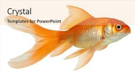  Presentation with isolation - Presentation theme having gold fish isolation background and a lemonade colored foreground