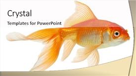  Presentation with white gold - Beautiful PPT theme featuring gold fish isolation backdrop and a white colored foreground
