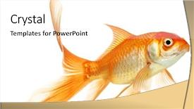  Presentation with white gold - PPT theme consisting of gold fish isolation background and a white colored foreground