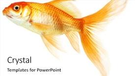  Presentation with isolation - Cool new presentation theme with gold fish isolation backdrop and a white colored foreground