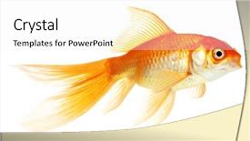  Presentation with isolation - Audience pleasing presentation consisting of gold fish isolation on the white backdrop and a white colored foreground