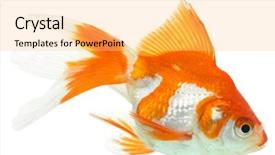  Presentation with white gold - Beautiful slides featuring gold fish isolation on the white backdrop and a yellow colored foreground