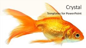  Presentation with white gold - Audience pleasing slide deck consisting of gold fish isolation backdrop and a blonde colored foreground
