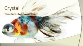  Presentation with mythology gold fish - Theme enhanced with beach umbrellas background against a blue sky and ocean note shallow depth of field background and a lemonade colored foreground