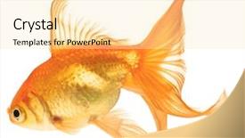  Presentation with white gold - Cool new slides with portrait of a man having a headache against a white background backdrop and a light gray colored foreground