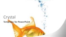  Presentation with white gold - PPT layouts with gold-fish-isolation background and a white colored foreground