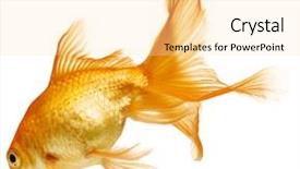  Presentation with isolation - Cool new presentation theme with gold fish isolation backdrop and a  colored foreground