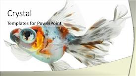  Presentation with white gold - Audience pleasing slides consisting of gold fish isolation backdrop and a white colored foreground