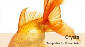 Presentation with white gold - Cool new slide set with gold fish isolation backdrop and a yellow colored foreground