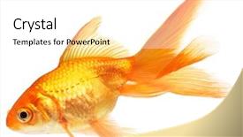  Presentation with isolation - Presentation theme with gold fish isolation background and a white colored foreground