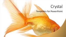  Presentation with isolation - Theme having sofia church in istanbul constantinople background and a light blue colored foreground