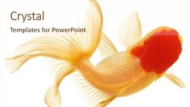  Presentation with white gold - Cool new presentation with gold fish isolation backdrop and a cream colored foreground