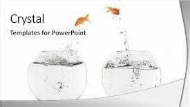  Presentation with fish aquarium - Slide deck consisting of gold fish jumping - goldfish jump into the aquarium background and a white colored foreground