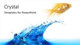  Presentation with blue gold - Presentation theme enhanced with gold fish jumping over slash background and a white colored foreground