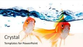  Presentation with water tank - Slide deck consisting of gold fish jumping over slash background and a blonde colored foreground