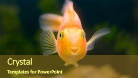  Presentation with mythology gold fish - Beautiful PPT theme featuring gold fish smile slose-up backdrop and a  colored foreground