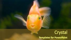  Presentation with gold - Slides with gold fish smile slose-up background and a  colored foreground
