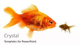 Presentation with crowd - Slide deck featuring gold-fish-standing-out background and a white colored foreground