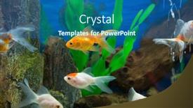  Presentation with fishes - Presentation design featuring gold-fishes-in-aquarium background and a ocean colored foreground