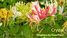  Presentation with flame - Slides consisting of gold flame honeysuckle growing side background and a tawny brown colored foreground