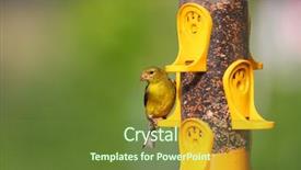  Presentation with gold crystal - Beautiful PPT theme featuring gold flinch bird on feeder backdrop and a  colored foreground