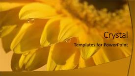  Presentation with water droplets - Presentation theme featuring gold flower - macro of water droplets background and a  colored foreground