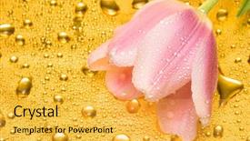  Presentation with tulip drops - Beautiful presentation theme featuring gold flower - pink tulip with water drops backdrop and a  colored foreground