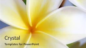  Presentation with plumeria - Presentation theme enhanced with gold frangipani plumeria flower background and a yellow colored foreground