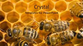  Presentation with honey - Beautiful slides featuring gold hard work - close up view backdrop and a gold colored foreground