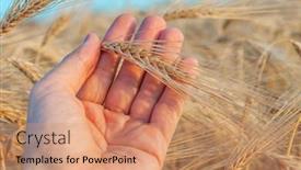  Presentation with agriculture - Theme enhanced with gold-harvest-in-farmers-hand background and a coral colored foreground