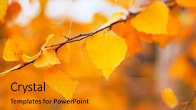  Presentation with nature sun leaves - Theme enhanced with gold idea - autumn leaves background background and a gold colored foreground