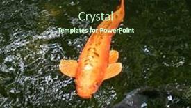  Presentation with fish pond - Slide deck enhanced with gold-koi-fish-swimming background and a tawny brown colored foreground