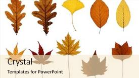  Presentation with oak tree - Audience pleasing PPT layouts consisting of gold leaf - collection of leaves isolated backdrop and a lemonade colored foreground