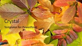  Presentation with autumn leaves - Colorful PPT layouts enhanced with gold leaf - colorful autumn leaves close up backdrop and a gold colored foreground