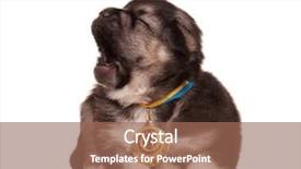  Presentation with gold medal - Theme featuring gold medal on a white background and a  colored foreground