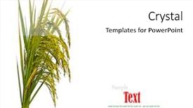  Presentation with rice paddy - Slide set consisting of gold paddy rice on white background and a white colored foreground