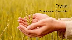  Presentation with gold design - Amazing slide deck having gold people - spikelets and the woman palms backdrop and a gold colored foreground