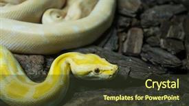  Presentation with python - Colorful presentation enhanced with gold reticulated python or boa backdrop and a tawny brown colored foreground