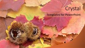  Presentation with barn wood autumn apples - Presentation theme enhanced with gold rush - they are pinceladas background and a coral colored foreground