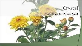  Presentation with dahlia - Cool new presentation with gold-small-dahlia-bush-isolated backdrop and a white colored foreground