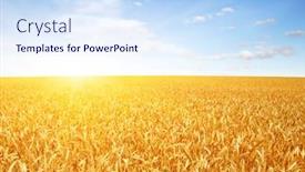  Presentation with wheat - Slides having gold wheat flied panorama at sunset rural countryside background and a sky blue colored foreground