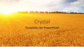  Presentation with wheat - Audience pleasing theme consisting of gold wheat flied panorama at sunset rural countryside backdrop and a gold colored foreground