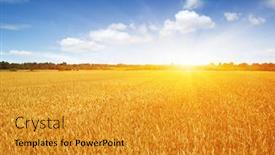  Presentation with wheat - Presentation theme consisting of gold wheat flied panorama background and a gold colored foreground