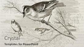  Presentation with old - PPT theme enhanced with goldcrest-old-illustration-regulus-regulus background and a light gray colored foreground