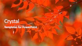  Presentation with water on leaf - Presentation design enhanced with golden abstract - autumn leaves reflecting background and a  colored foreground