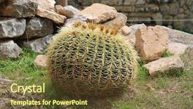  Presentation with golden ball gown - Beautiful slides featuring golden ball cactus echinocactus grusonii backdrop and a tawny brown colored foreground